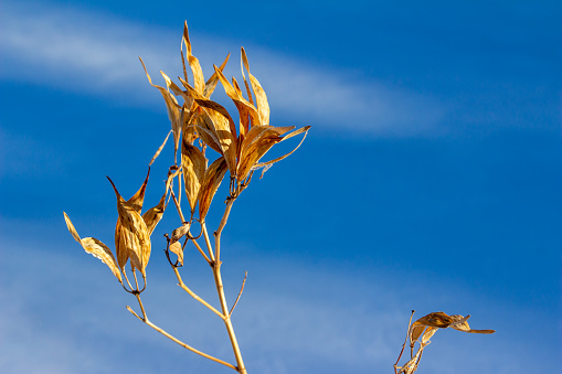 This image shows a close-up abstract view of winter dried and faded swamp milkweed husks and foliage, with blue sky background.