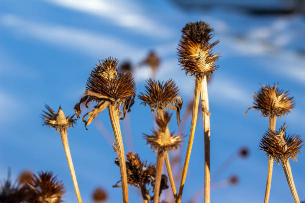 resumen de invierno de cáscaras de semillas de coneflower secas y descoloridas y follaje - autumn blue botany clear sky fotografías e imágenes de stock