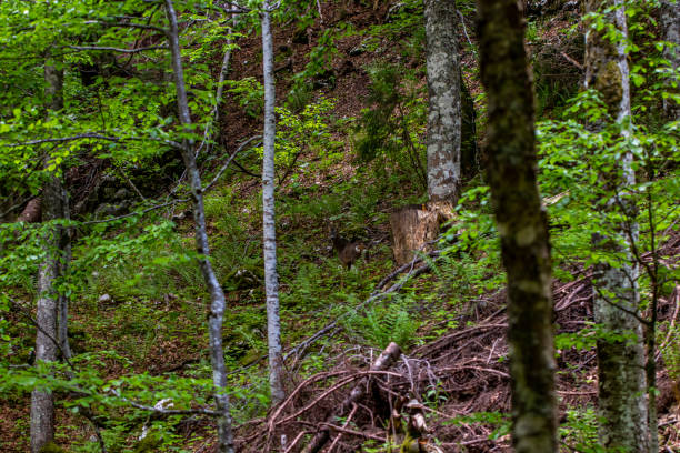 istock Deer in the forest, Bohinj region 1447572408