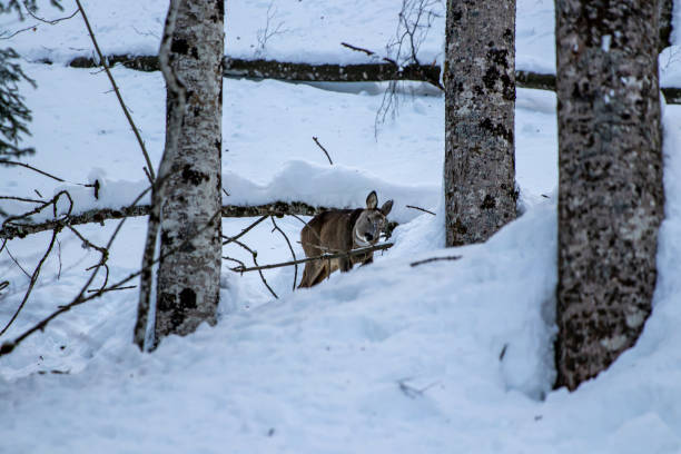 istock Deer in the forest, Bohinj region 1447572409