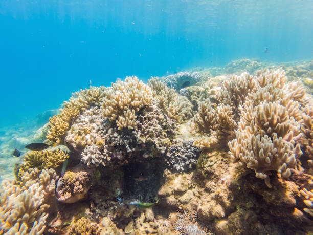istock Wonderful and beautiful underwater world with corals and tropical fish 1447578886