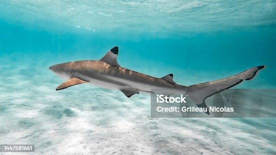 istock Shark 1447581661