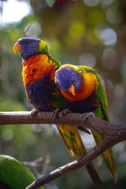 A vertical closeup of colorful loriini parrots perching on a tree branch blurred background