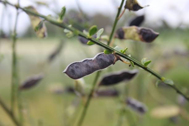 istock Macro of a scotch broom plant 1447583670
