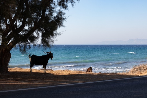 A lonely goat standing alone near the beach and looking at the blue seascape