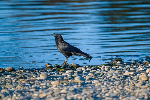 A closeup of a beautiful crow standing on stones by a lake