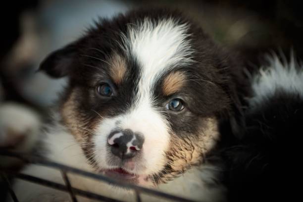 オーストラリアンシェパードの子犬 - austrailian ストックフォトと画像