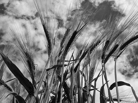 Wohlen, Switzerland – June 25, 2022: A low-angle monochrome shot of wheat field