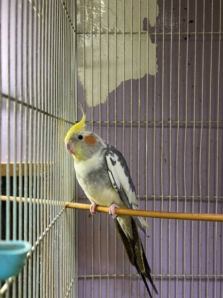 istock Yellow cocktail parrot inside a small cage 1447585855