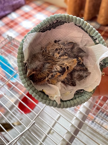 A person holding two little newborn birds