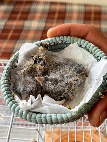 A person holding two little newborn birds