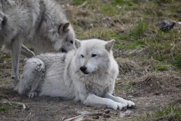 A pair of alaskan tundra wolves on a field in Anchorage, Alaska