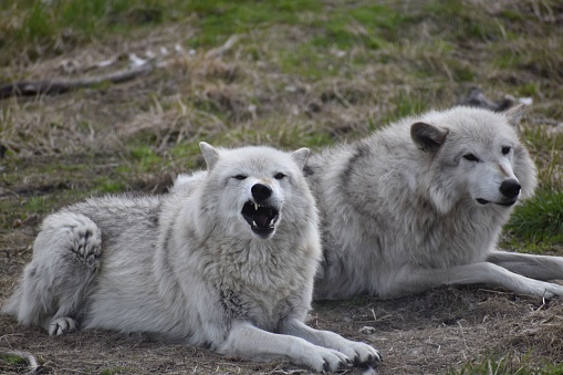 A couple of British Columbia wolves laying on the ground of the forest