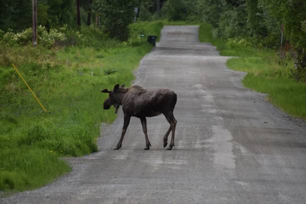 istock Large moose crossing the road in Anchorage, Alaska 1447586179