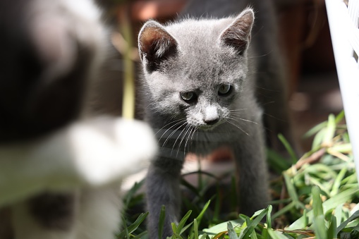 A cute Russian blue kitten standing in the grass in the sunlight looking aside