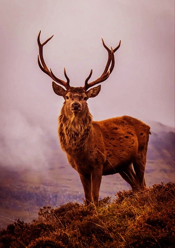 A vertical shot of a red deer with majestic antlers looking at the camera against the foggy background