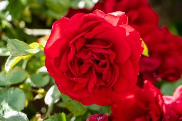 istock Red rose in selective focus with other roses blurred in the background 1447586546