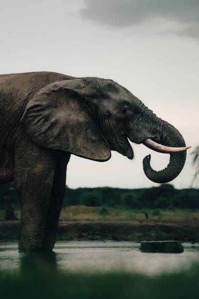 istock Vertical shot of a Savannah elephant (Loxodonta africana) drinking water from a pond 1447586676