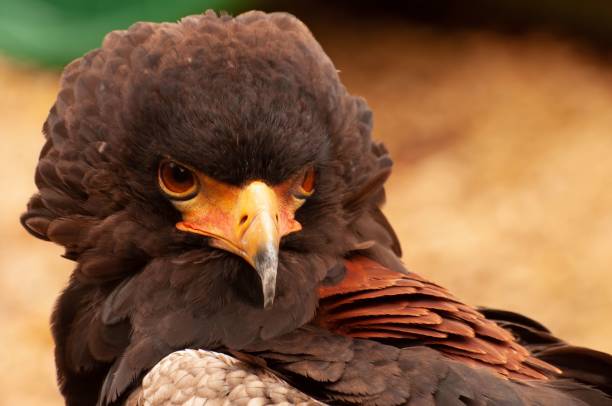 istock Close up head shot of a Bareleur Ealge looking over its wing. 1447586849