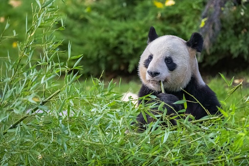 A young giant panda eating bamboo in the grass, portrait