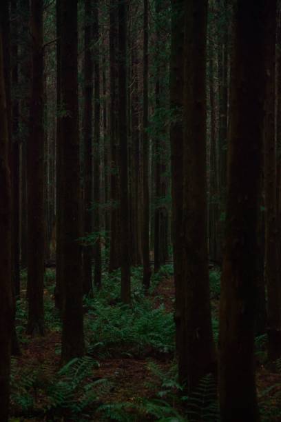 istock Tall trees in the scenic dark forest 1447587123