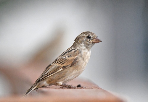 A small sparrow is sitting on the edge of a plate in a balcony and eat bread crumbs