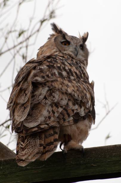 istock Vertical shot of a Turkmenian Eagle Owl (Bubo bubo turcomanus) perched on a wooden post 1447587192
