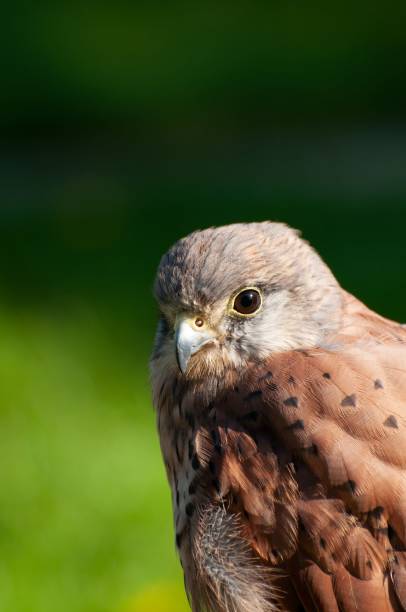istock Vertical closeup of a common kestrel (Falco tinnunculus) against blurred background 1447587196