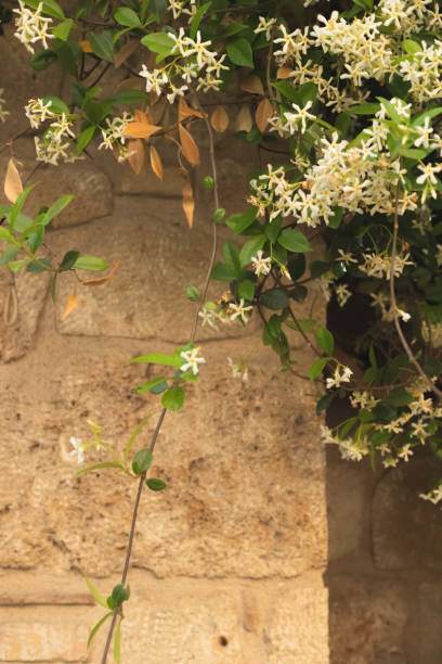 istock White jasmine flowers on brick wall background 1447587404