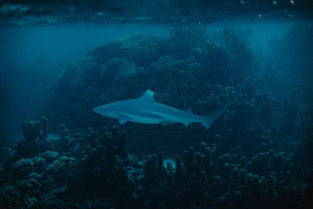 closeup shot of a bull shark species of requiem shark swimming under the water - requiem shark imagens e fotografias de stock