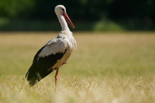 istock Selective focus shot of a white stork with a burred background 1447588543
