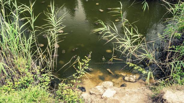 istock Turtles swimming in a pond on a sunny day 1447588553