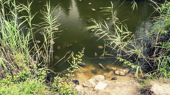 Many turtles swimming in a pond on a sunny day