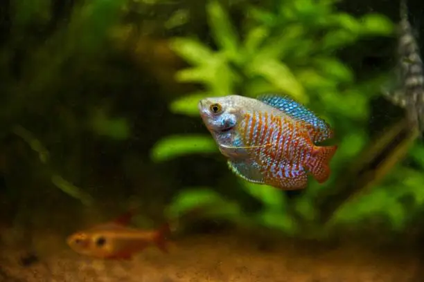 A Dwarf gourami (Colisa lalia) fish swims in an aquarium on a green background