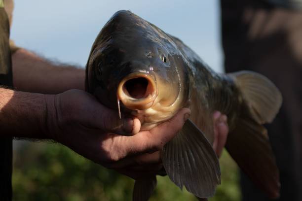 istock Cyprinus Carpio fish with opened mouth being held by anonymous angler 1447588777