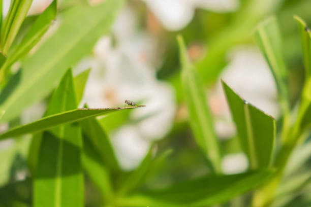 An fly sitting an a straw, blurred background, bokeh fruit fly
