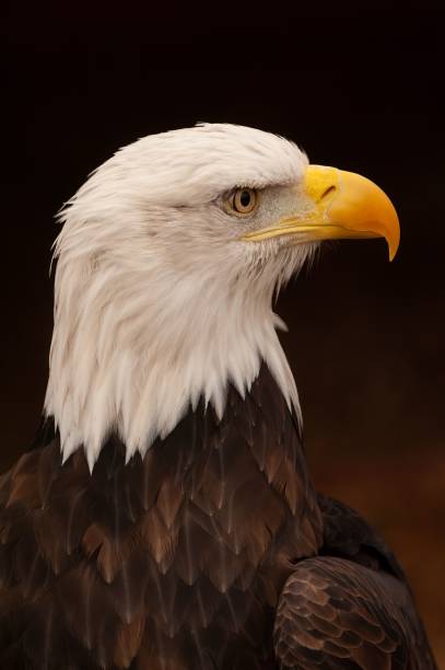 istock Vertical portrait of a mighty bald eagle (Haliaeetus leucocephalus) against the dark background 1447588899