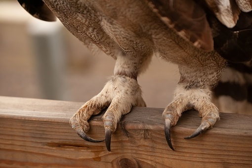 A closeup shot of the legs and talons of a Milky Eagle Owl perched on wood
