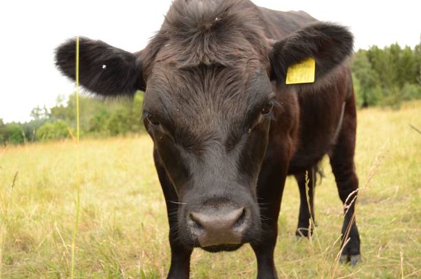 istock Black cow in a field in the morning 1447589044