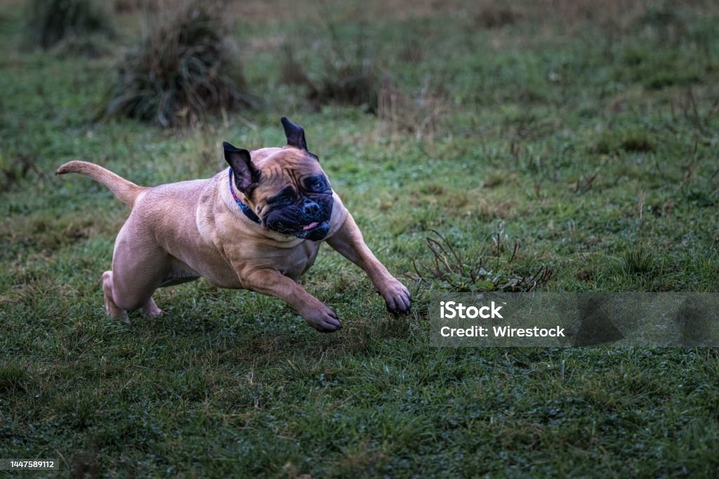 Bullmastiff (British guard dog breed) running at an off-leash dog area in Marymoor park The Bullmastiff (British guard dog breed) running at an off-leash dog area in Marymoor park Animal Stock Photo