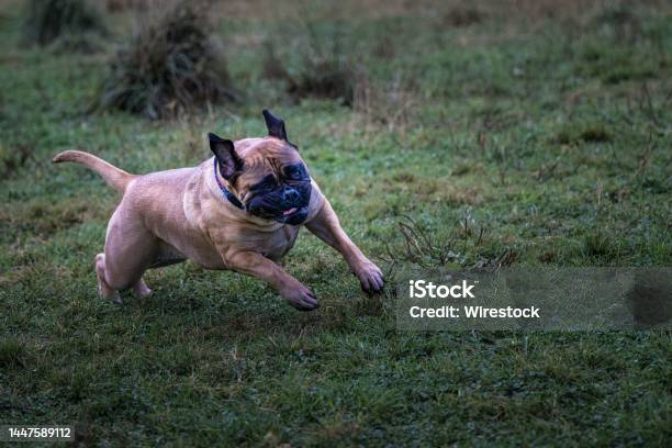 Bullmastiff Running At An Offleash Dog Area In Marymoor Park Stock Photo - Download Image Now