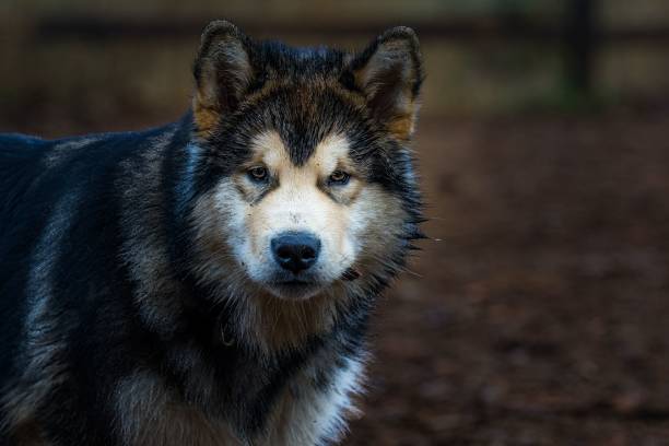 istock Young husky with tired eyes in a blur 1447589316