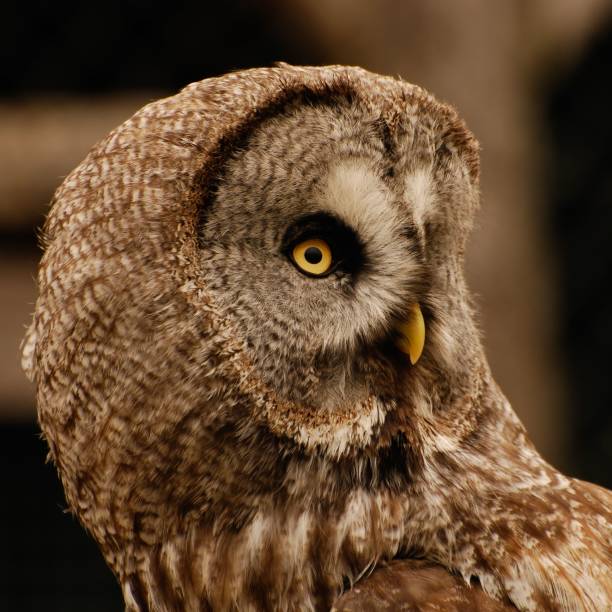 istock Portrait of the Great grey owl (Strix nebulosa), close-up 1447589426