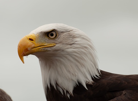 A portrait of a bald eagle (Haliaeetus leucocephalus), close-up