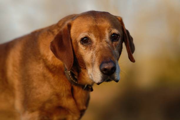 istock Portrait of Elderly Labrador Dog 1447589798