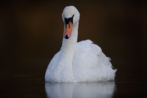 A large male mute swan looks brooding on a dark background at sunrise.