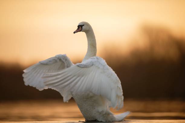 istock Swan Flappi Wings at Sunrise 1447589863