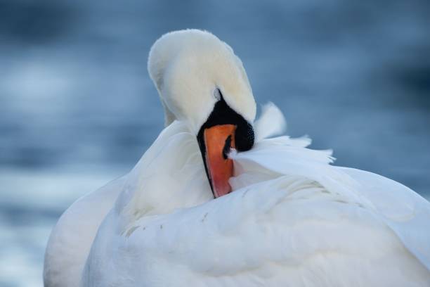 istock Swan Preening on Blue Water Background 1447589872