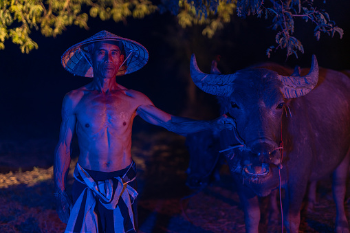 Asian village lifestyle concept of Thailand, portrait of a buffalo breeder worker with his buffalo during a cold winter foggy night in Sakon Nakhon, Northeast Thailand, Isan way of life.