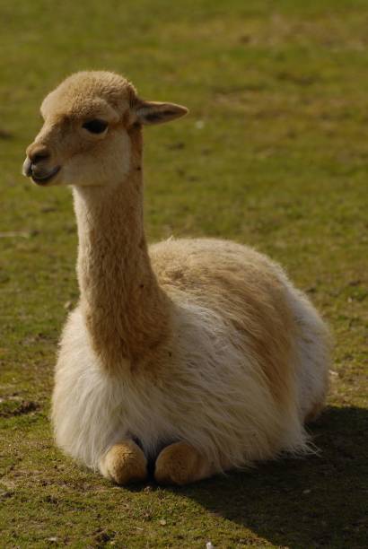 istock Cute, brown lama sitting on a meadow, vertical 1447590214
